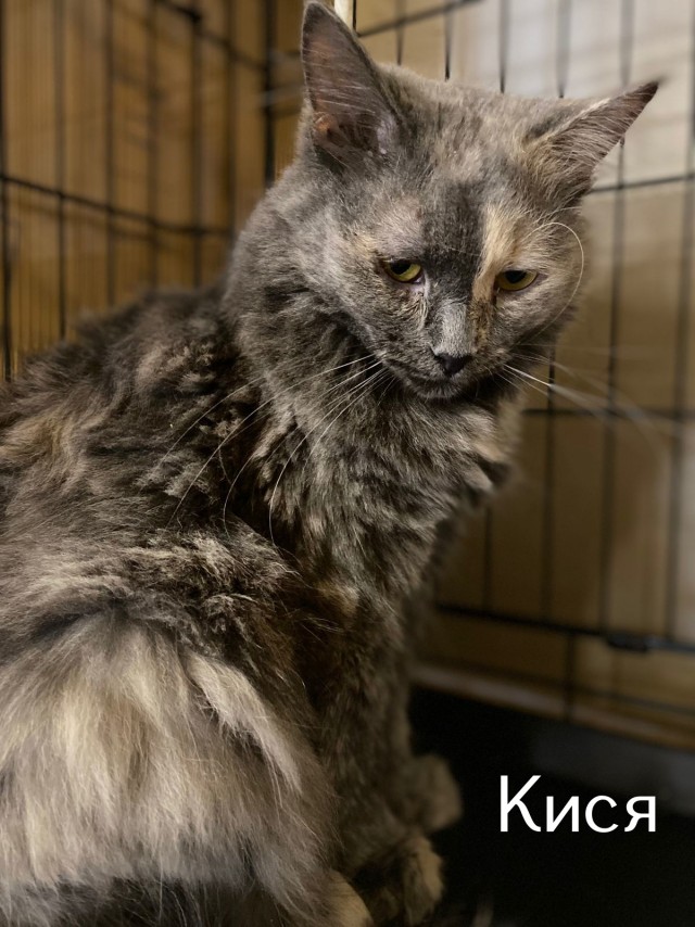 Жизнь домашнего приюта "Котоленд" 512