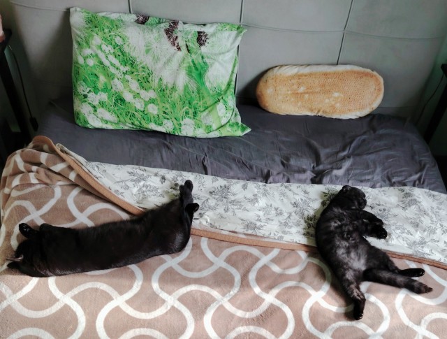 Спящих котеек тред