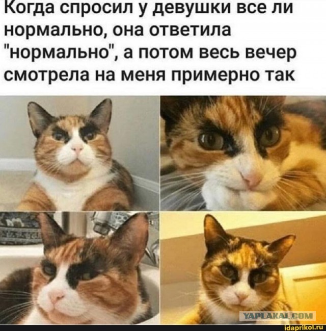 Веселое настроение в картинках (07.10.2025)
