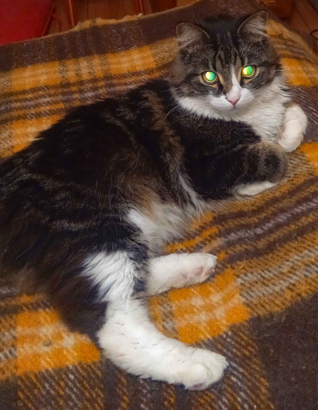 Котовторник