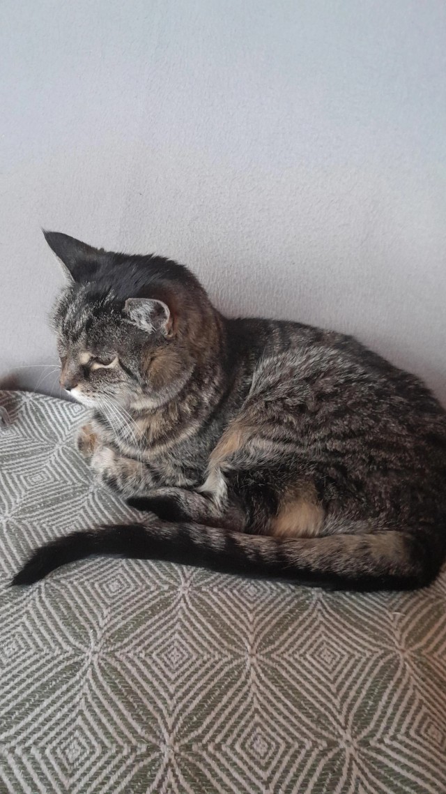 Рандомных фото котов тред