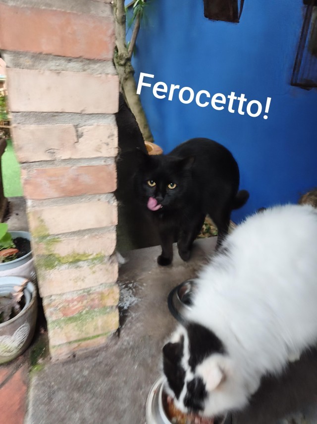 Кошачья команда