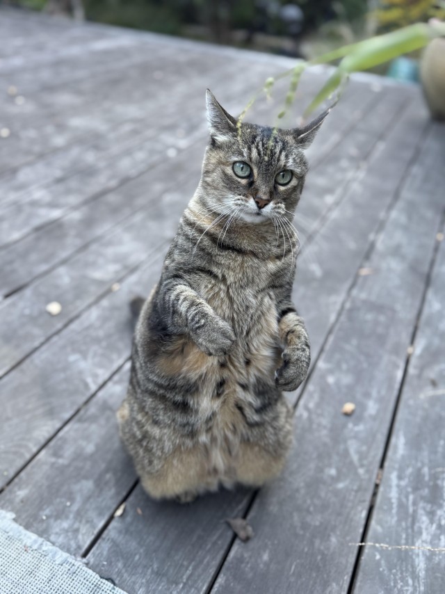 Рандомных фото котов тред