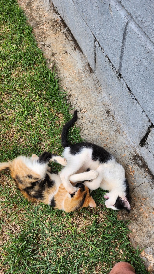 Подобрашки, 2 шт. (котовторник)