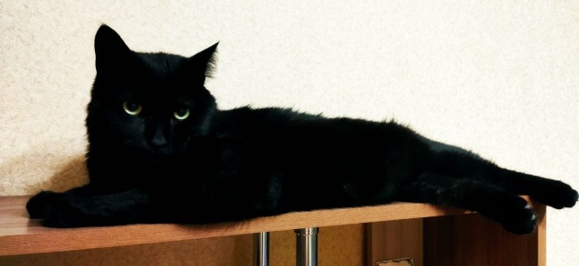К котовторнику: подборка картинок-баянов с котиками и про котиков. Выпуск 43.