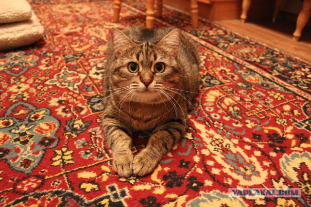 Котовторник  28.01.14