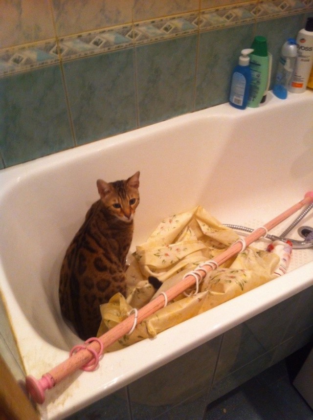 Котовторник  28.01.14