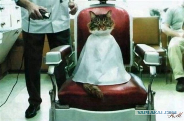 Коты ученых