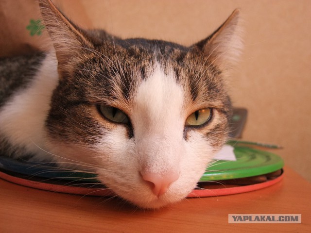 Котовторник 11.11.2014