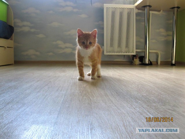 Котовторник