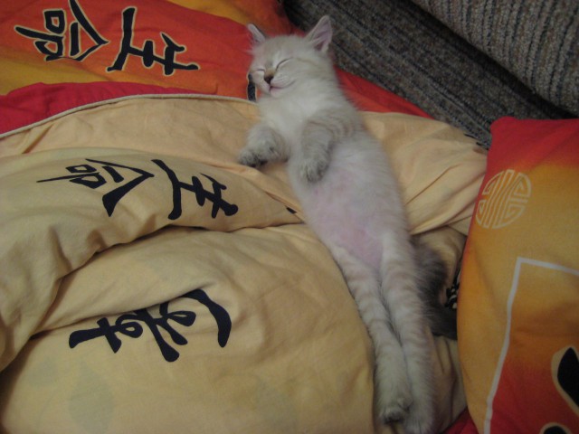 Котовторник 07 04 2015