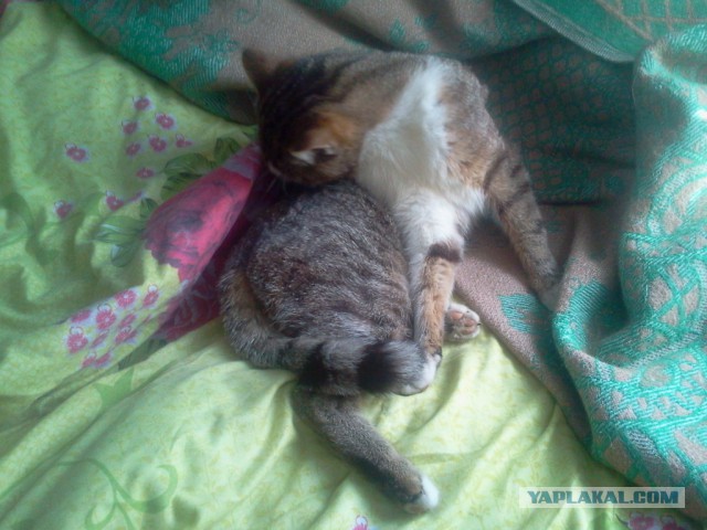 Котовторник