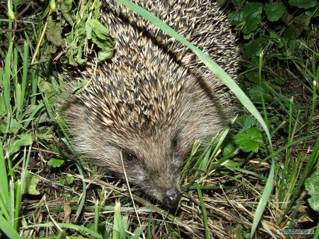 Золотая осень