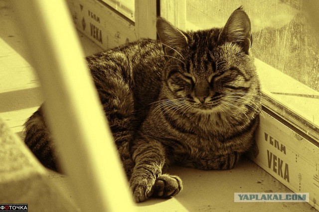 Котовторник 15-09-2015 !