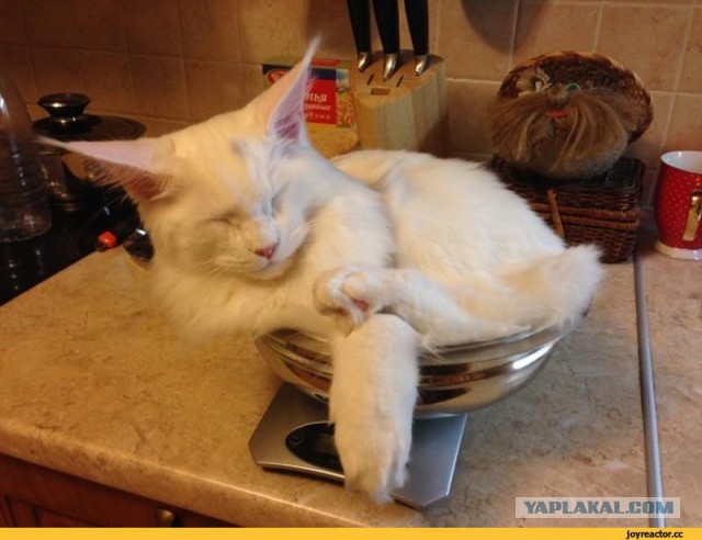 Котовторник