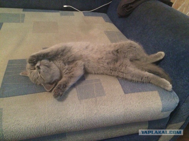 Котовторник 15.12.2015