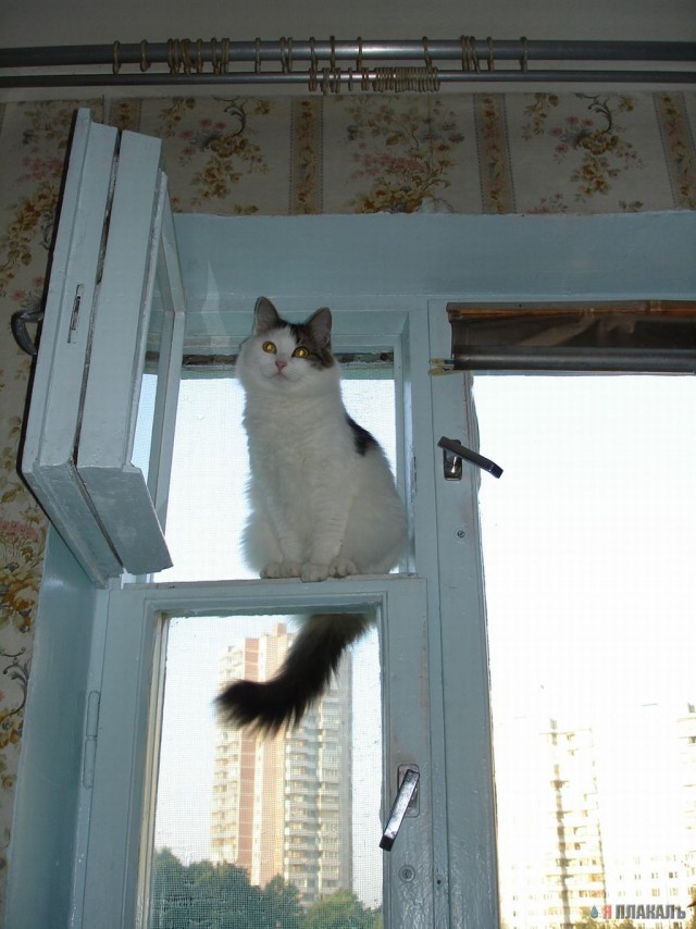 Коты, кошки, котята