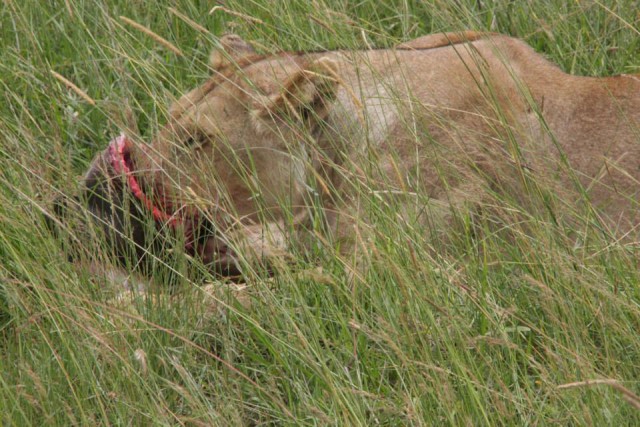 Фотографии льва за мгновение до атаки на фотографа.