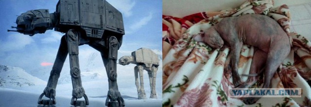 Жена сфотала кошку, прям в раздумьях, кого-то она мне напоминает...