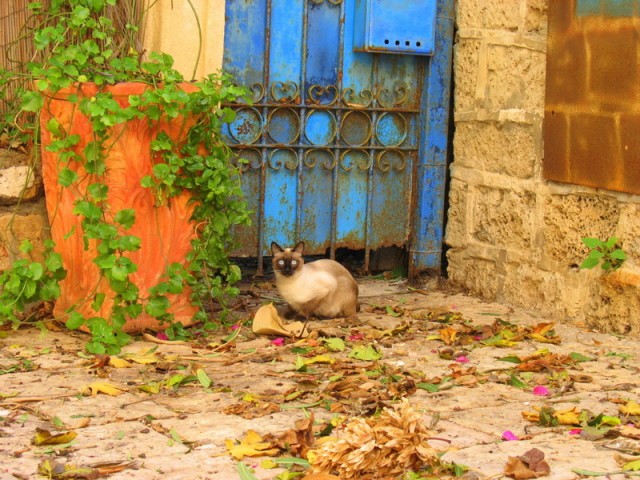 Котомет во вторник (11.12.2007)