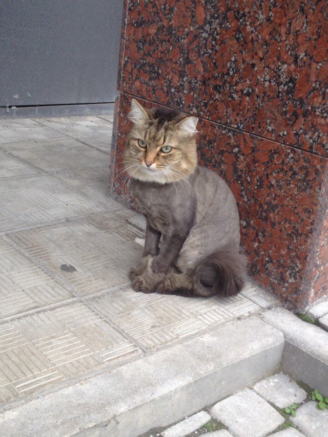 Котовторник 09.08.2016