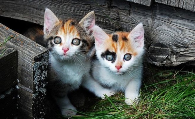 Коты из сети