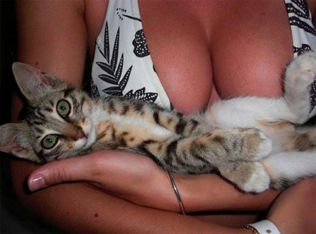 Коты из сети