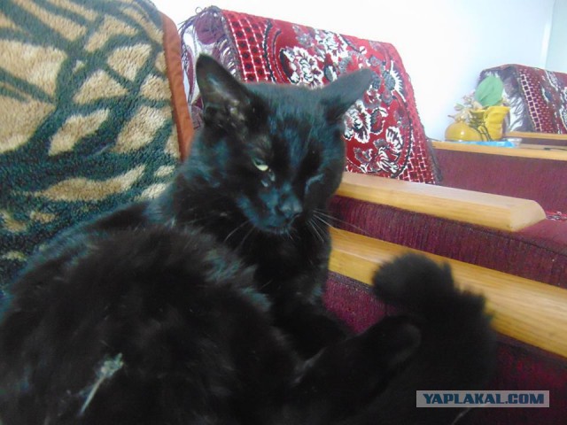 Котовторник 30.05.2017