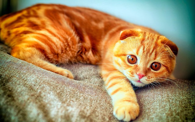 Коты и Кошки