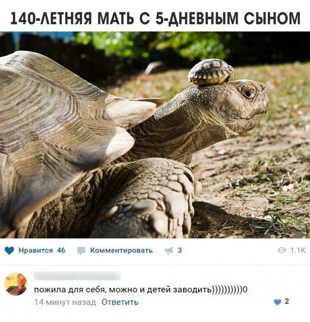 Смешные комментарии из социальных сетей 11.08.2017