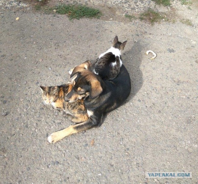 Котовторник 31.10.2017