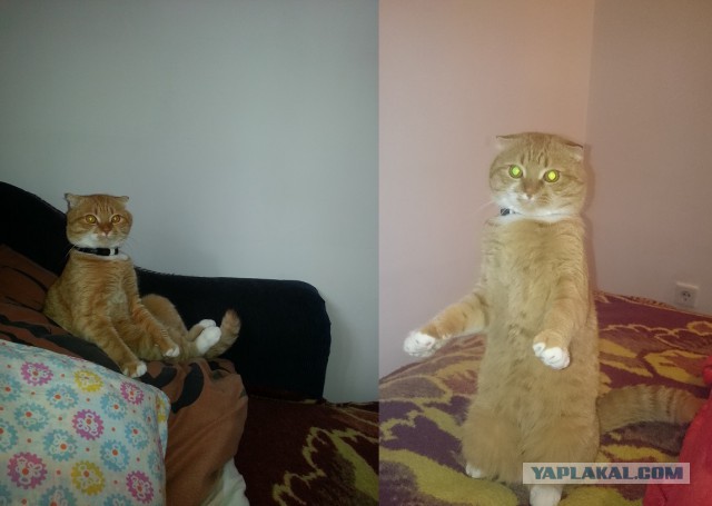 Котовторник  14.11.2017