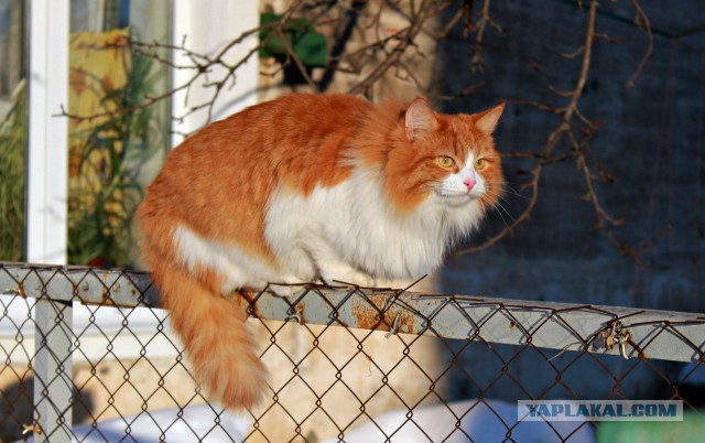 Вся красота беспородных кошек. Котовторнику посвящается.