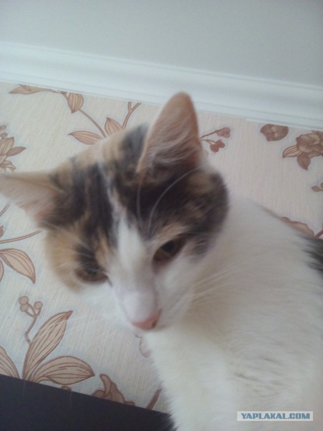 Котовторник 27.02.2018 наступил!