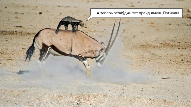 Антилопа отправила медоеда в полет