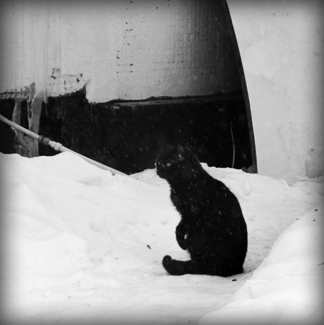 Котовторник 13.03.2018