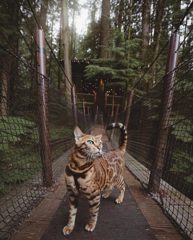 Фотобомбы котов
