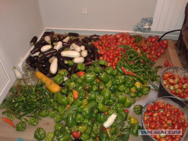 Конь,  картошка,  лопата,  грядки