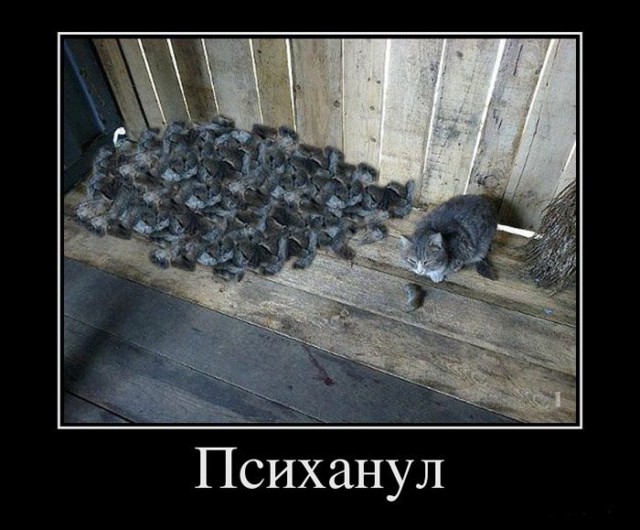 Картинки и Демотиваторы в кучу