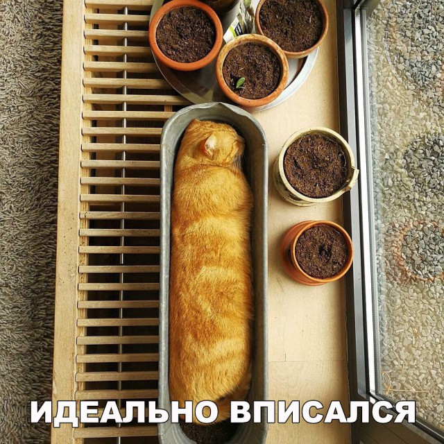 Нестандартный юмор