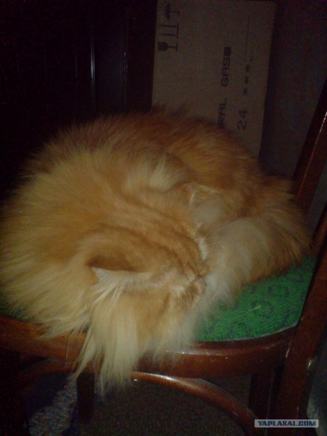 Котовторник на ЯПе