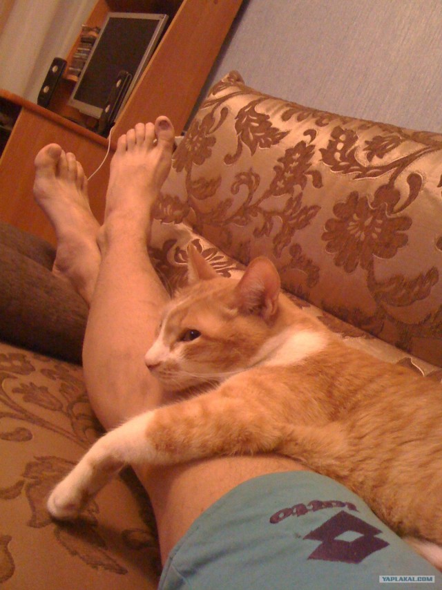 Кот Нельсон