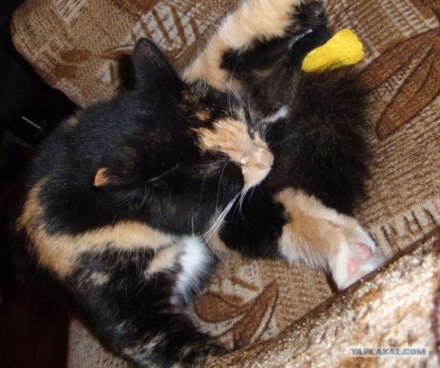 А вот и мы: котятовторник!