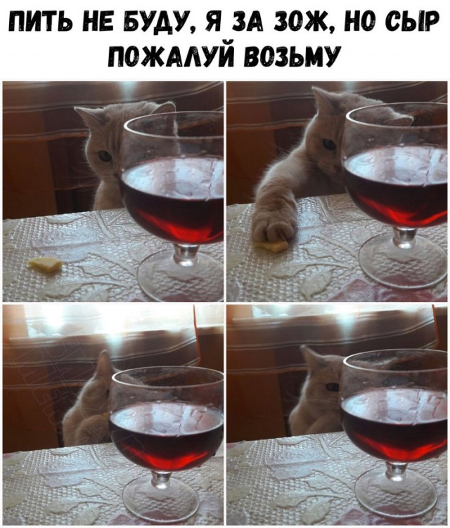 Прикольные комментарии и высказывания из Сети. 03. 10. 2018
