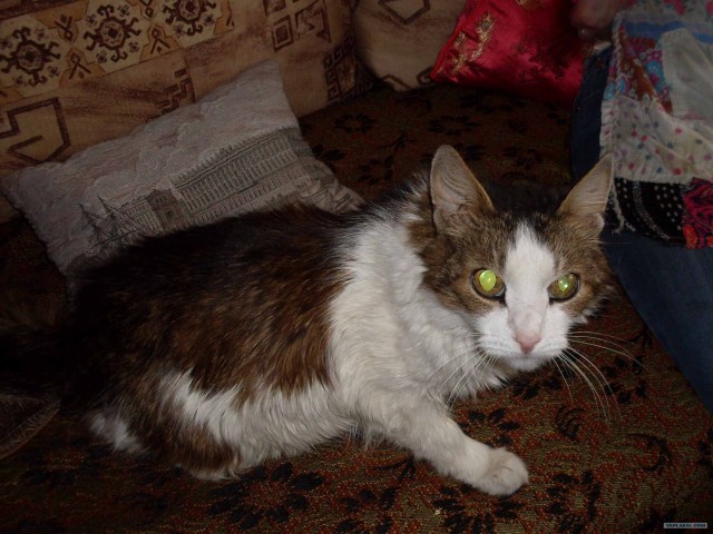 Котейкин вторник! Космический 12.04!