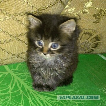 Котовторник 06.12.2011