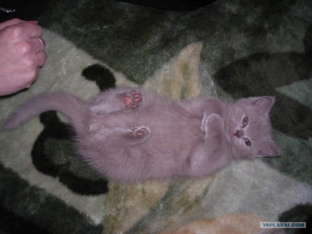 Котовторник 24.04.2012