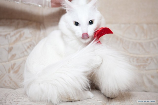 Котовторник  19.06.2012