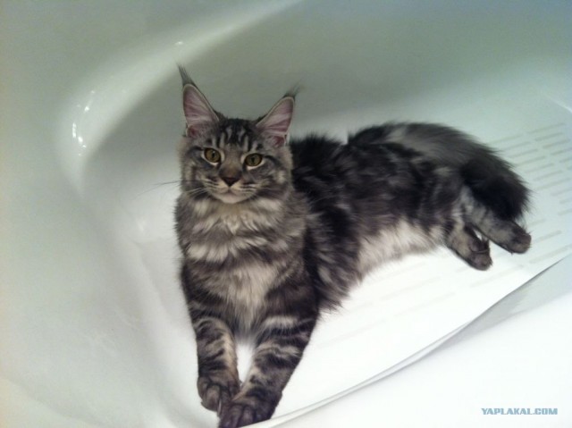 Котовторник  4.09.12