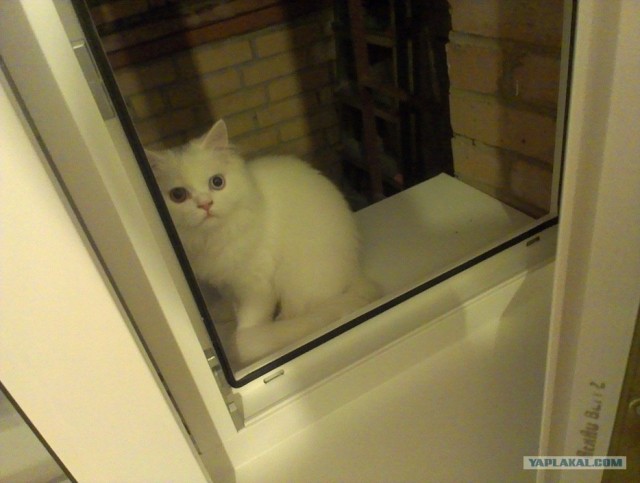 Котонянька и котовторник